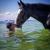 FLS Equine Cente