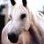 Horseloverofsk