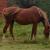 horseyygirlyy
