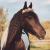 SilverCreekFarm