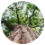 Heartwood
