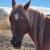Ambervalleyarabians