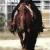 Stony Brook Stables