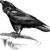 Corvus