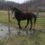 RutledgeRanch