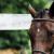 LibertyStables