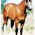 pippaismyhorse