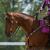 Blue Moon Stables